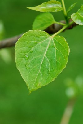 Idesia polycarpa - idesie mnohoplodá - list